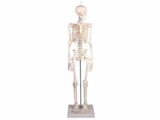 Miniature-Skeleton "Daniel" w/ muscle markings